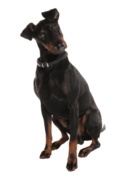Manchester-Terrier-4