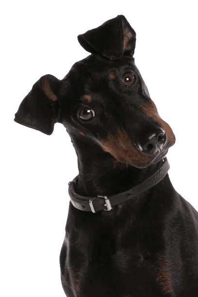 Manchester Terrier Bild