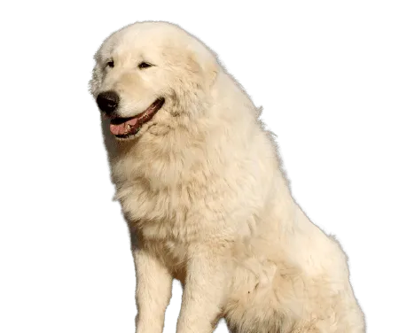 Bild für Maremmen-Abruzzen-Schäferhund