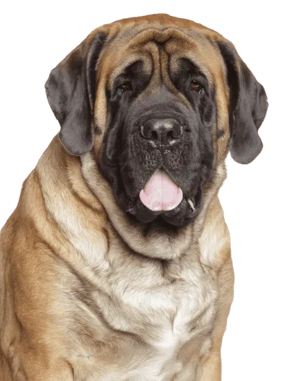 Bild für Mastiff