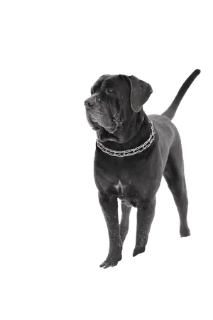 Mastino Napoletano (5)