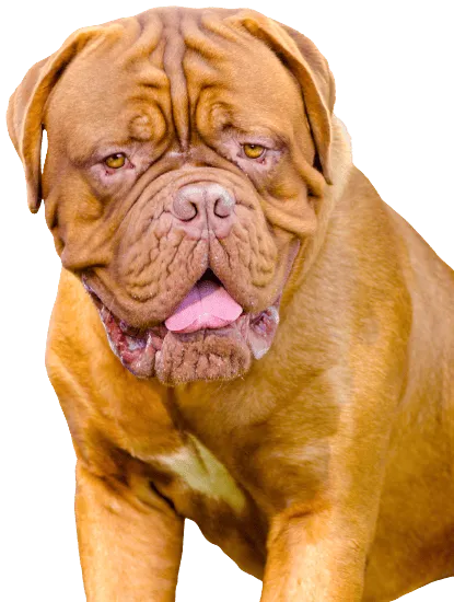 Bild für Mastino Napoletano