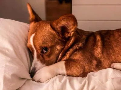 Hund im Bett