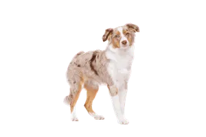 Miniature-American-Shepherd-6