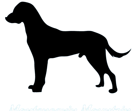 Montenegrinischer Gebirgslaufhund Bild