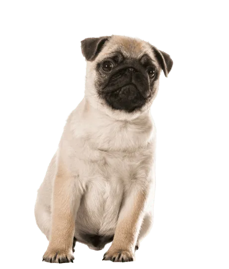 Mops 1