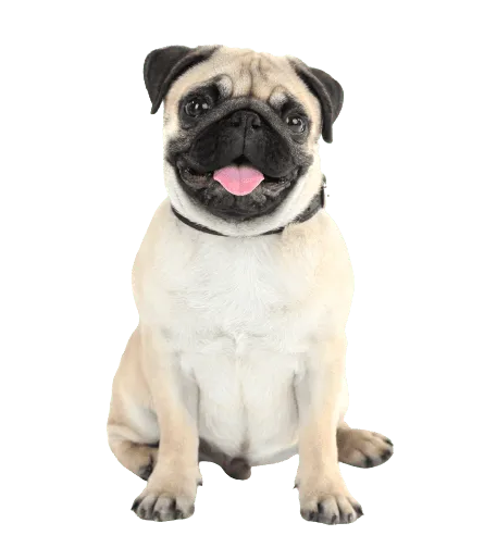 Mops 3