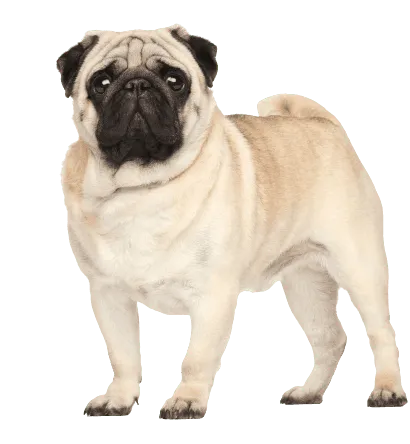 Mops (1)