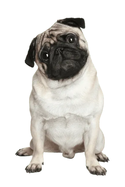 Mops 5
