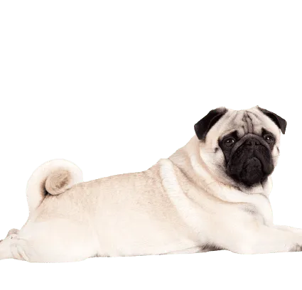 Mops (6)