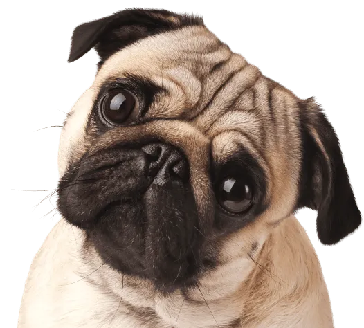 Mops Bild