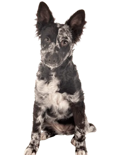 Mudi