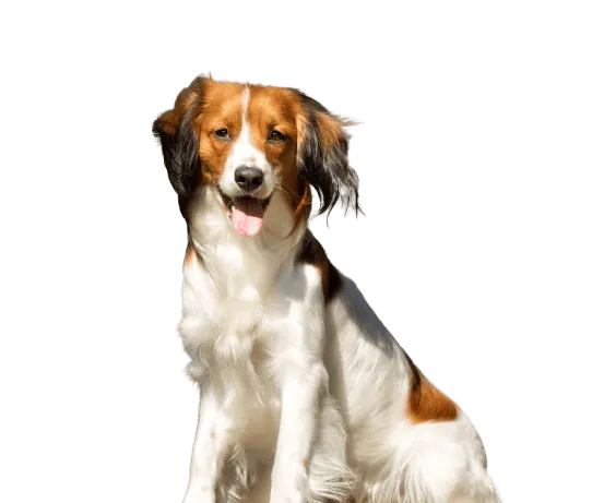 Nederlandse Kooikerhondje Bild