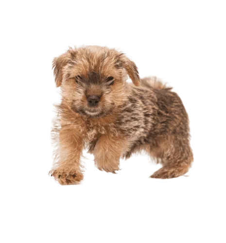 Norfolk Terrier