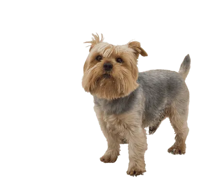 Norfolk Terrier