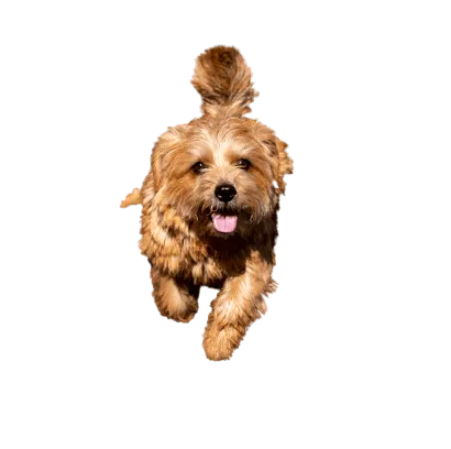 Norfolk Terrier