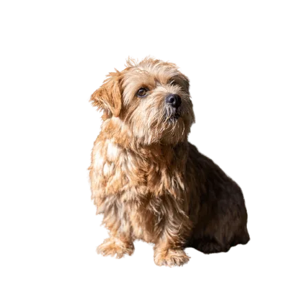 Norfolk Terrier