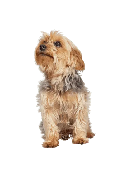 Norfolk Terrier