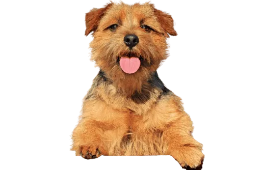 Norfolk Terrier Bild