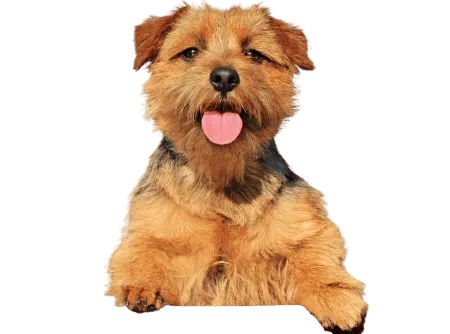 Bild für Norfolk Terrier