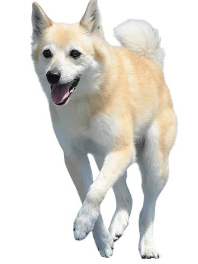 Norwegischer Buhund