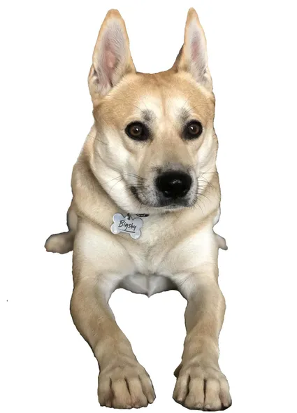 Norwegischer Buhund