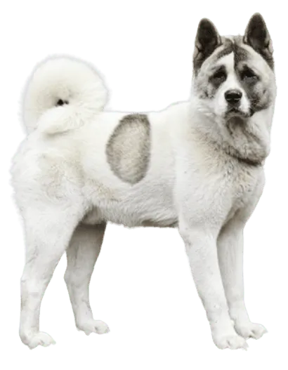 Norwegischer Buhund