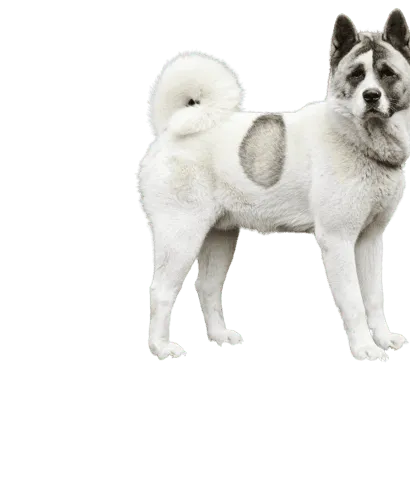 Norwegischer Buhund