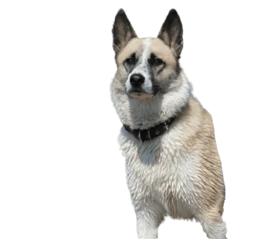 Norwegischer Buhund Bild