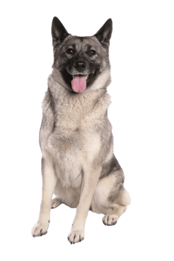 Norwegischer Elchhund grau Bild