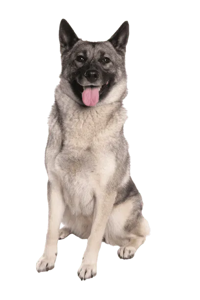 Norwegischer Elchhund grau Bild