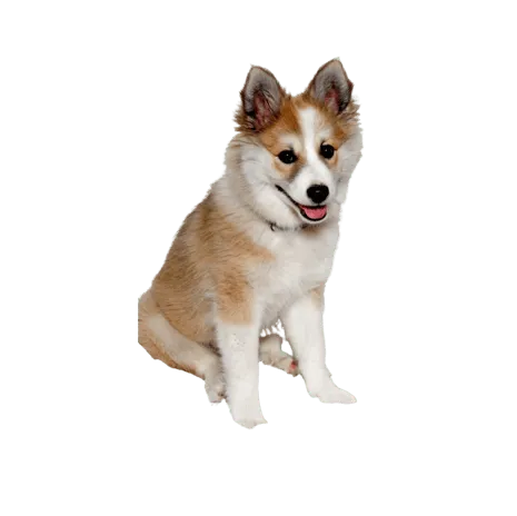 Norwegischer Lundehund