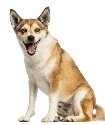 Norwegischer Lundehund