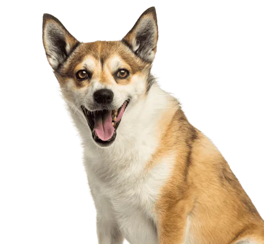 Norwegischer Lundehund Bild