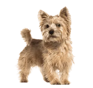 Norwich Terrier