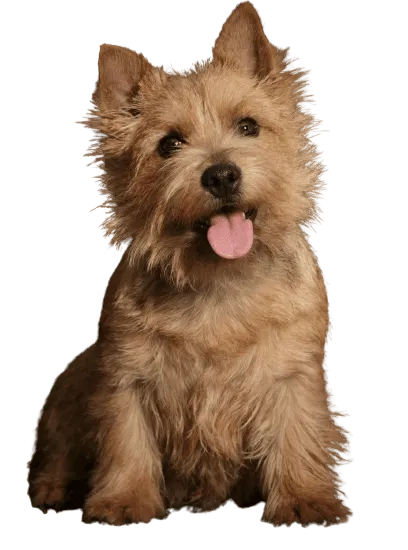 Bild für Norwich Terrier