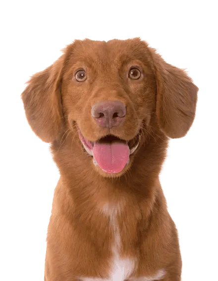 Nova Scotia Duck Tolling Retriever Bild