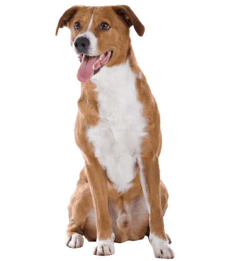 Österreichischer Pinscher Bild
