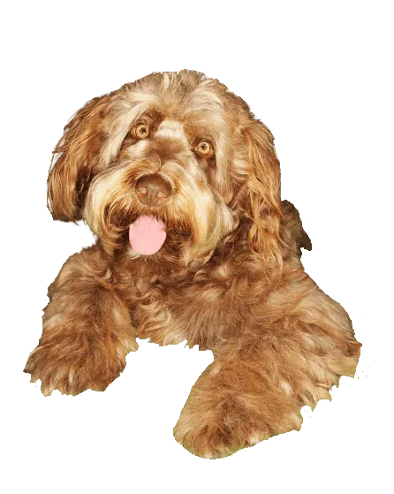 Otterhund Bild