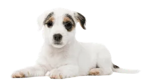 Parson Russell Terrier puppy