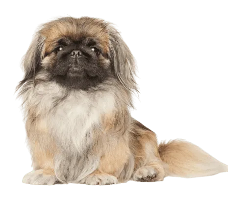 Pekingese