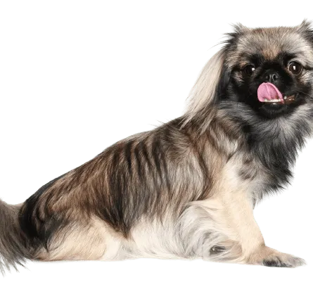 Pekingese