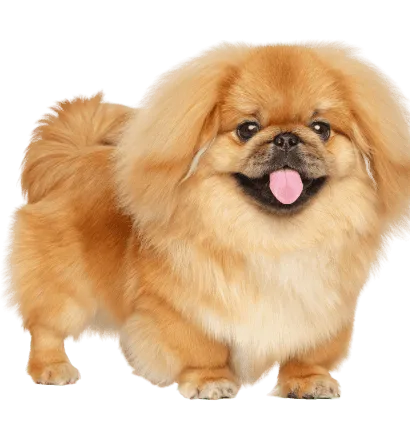 Pekingese