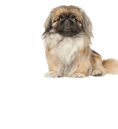 Pekingese