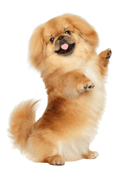Pekingese