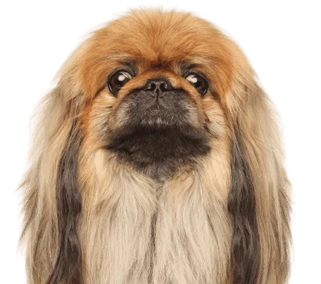 Bild für Pekingese