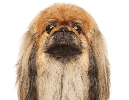 Pekingese Bild