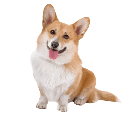 Bild für Pembroke Welsh Corgi