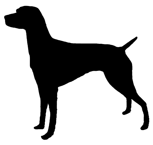 Perdiguero de Burgos Bild