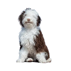 Perro de Agua Español